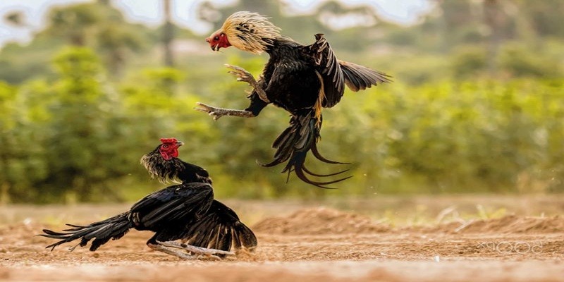 Đặt điểm nội bật khi tham gia chơi đá gà c1 tại Go8