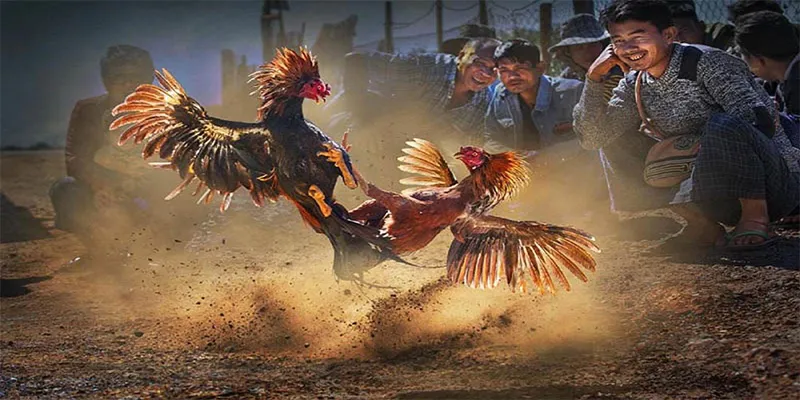 Kinh nghiệm chơi đá gà c1